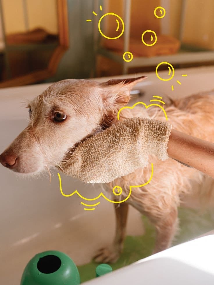 A happy dog getting washed in a tub, with cute yellow doodle overlays.